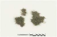 藏品(刺邊合葉蘚)的圖片